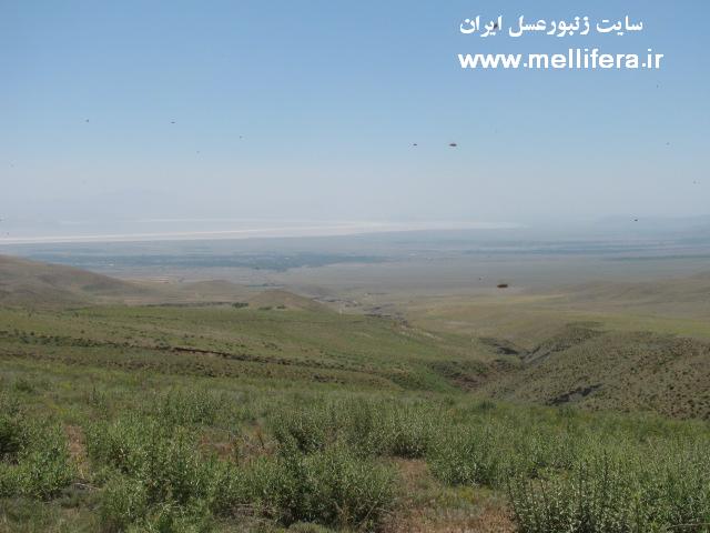 تصاویر از زنبورستان در تسوج