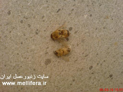 تصاویر زنبوران نر متولد شده از ملکه وکارگران تخمگذار
