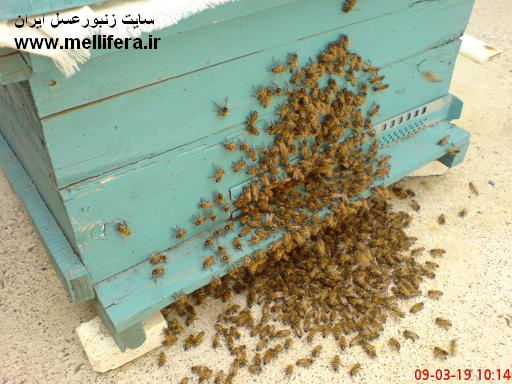 تصاویر زمان قبل از خروج بچه کندو و امادگی برای بچه دادن