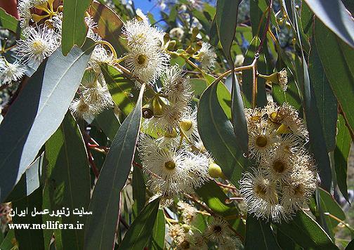 گل درخت اکالیپتوس