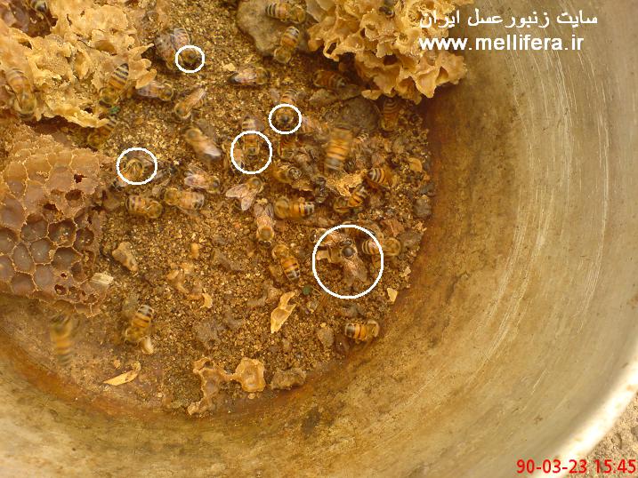 تصاویر زنبوران عسلی که سن بیشتری دارند