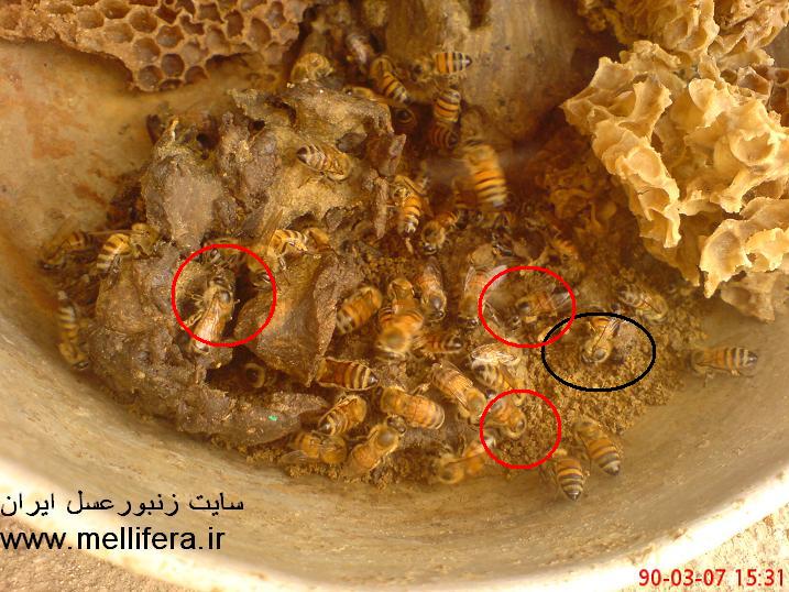 تصاویر زنبوران عسلی که سن بیشتری دارند