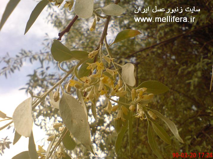 تصاویر گلهای درخت سنجد