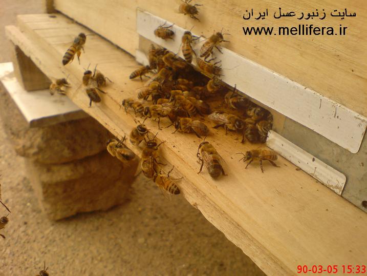 تصاویر خروج زنبوران از کندو برای شناسایی
