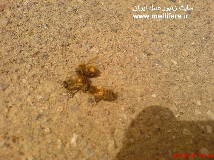 عاقبت سر زدن به کندوی دیگر