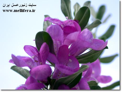 گیاه مریم گلی (سالویا)