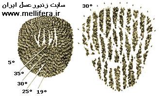 تصویر درجه حرارت داخل کندو در کندوهای وحشی