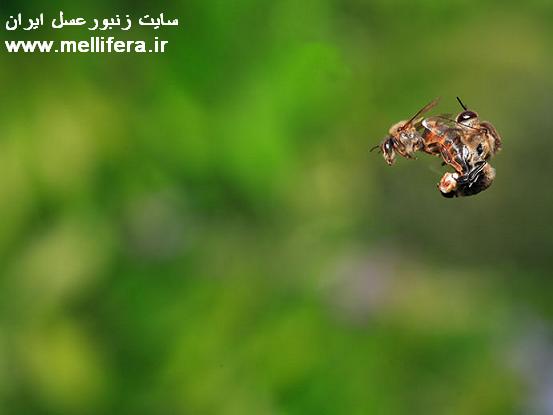 تصاویر جنگ جفتگیری و تولد ملکه زنبورعسل