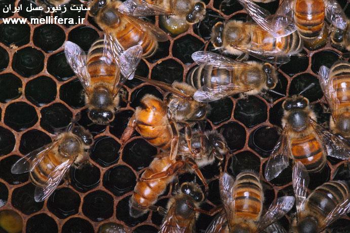 تصاویر جنگ جفتگیری و تولد ملکه زنبورعسل