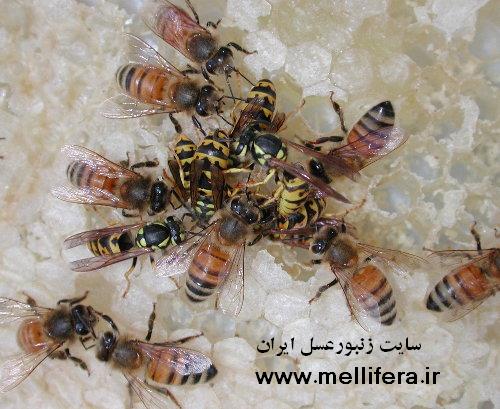 تصاویر کنه تراشه ای