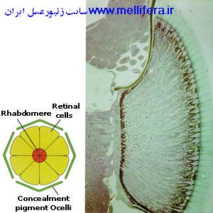 اناتومی چشم ساده و مرکب زنبورعسل