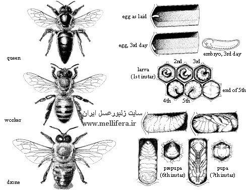 مراحل تخم تا شفیرگی زنبورعسل