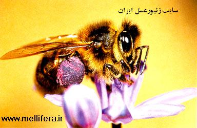 طریقه جمع کردن گرده زنبورعسل