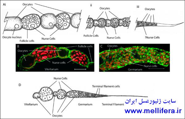 آناتومی لوله های تخمی ملکه