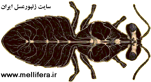 تصویر غدد داخلی و اعصاب زنبورعسل