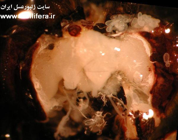 تصاویر مغز زنبورعسل