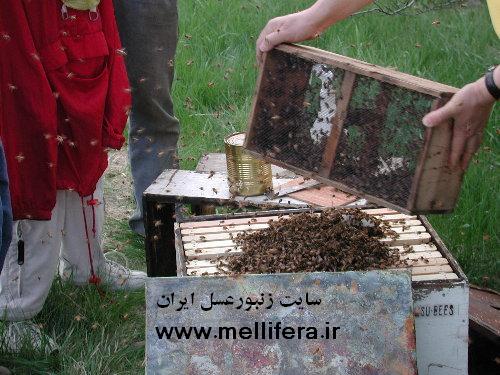 معرفی بچه پاکتی به کندو