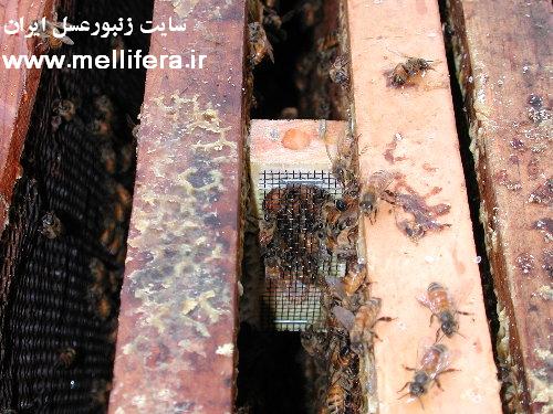 معرفی بچه پاکتی به کندو