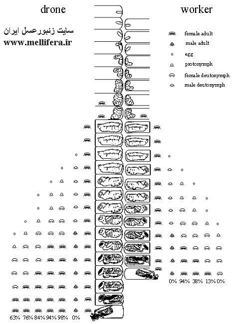 چرخه زندگی کنه واروا