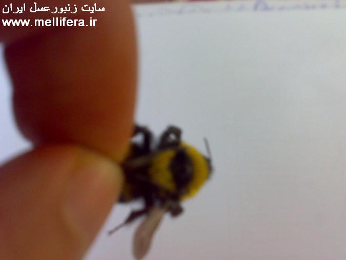 تصاویر زنبور بامبوس(بدون نیش)
