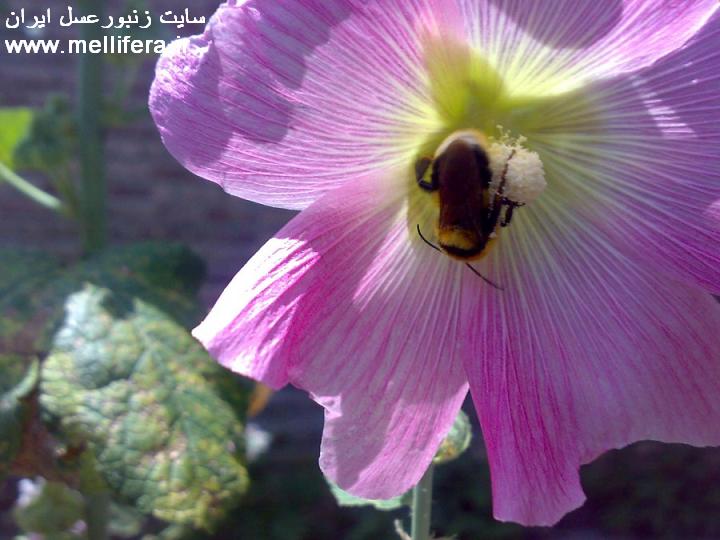 تصاویر زنبور بامبوس(بدون نیش)