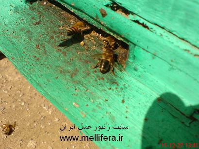 طریقه همبویی زنبوران برای ورود