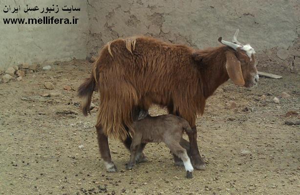 بززایمان کرده