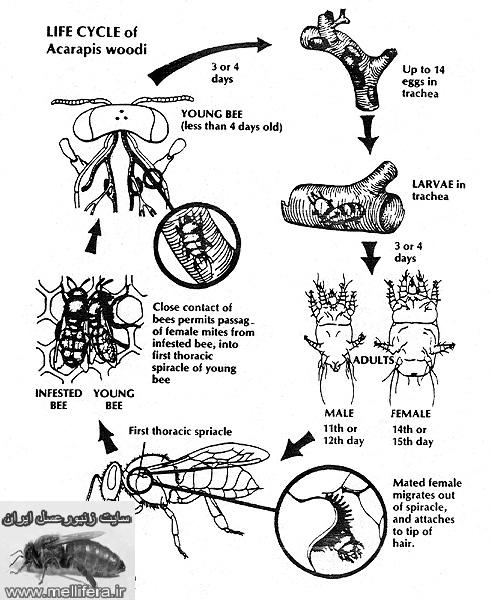 تصاوير كنه اكارين با نام علميacarapis woodi. Acarine mite