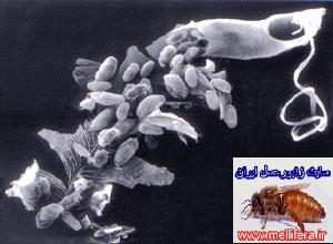 تصاوير كنه اكارين با نام علميacarapis woodi. Acarine mite