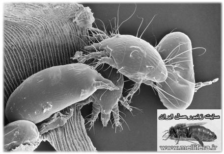 تصاوير كنه اكارين با نام علميacarapis woodi. Acarine mite