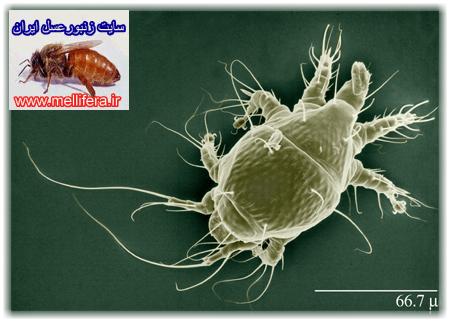 تصاوير كنه اكارين با نام علميacarapis woodi. Acarine mite