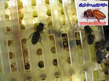 تصاوير ادوات توليد ملكه ونحوه توليد ملكه به كمك فنجانك