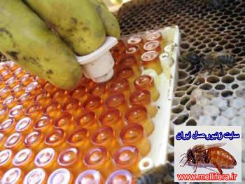 تصاوير ادوات توليد ملكه ونحوه توليد ملكه به كمك فنجانك