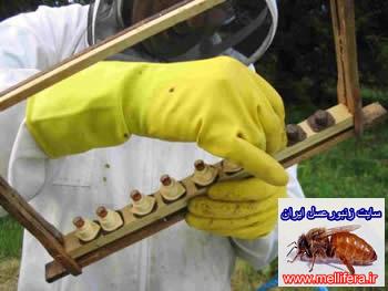 تصاوير ادوات توليد ملكه ونحوه توليد ملكه به كمك فنجانك