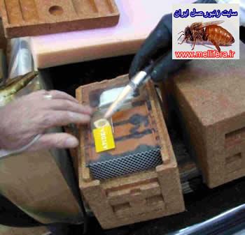 تصاوير ادوات توليد ملكه ونحوه توليد ملكه به كمك فنجانك