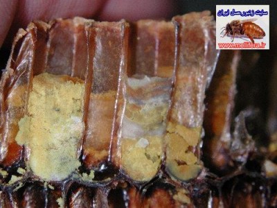 تصاويرگرده زنبورعسل((در سلول وجمع اوري شده))