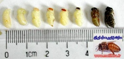 نژاد اپيس سرانا((مراحل تخم تا زنبوركامل))