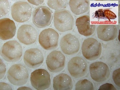 نژاد اپيس سرانا((مراحل تخم تا زنبوركامل))