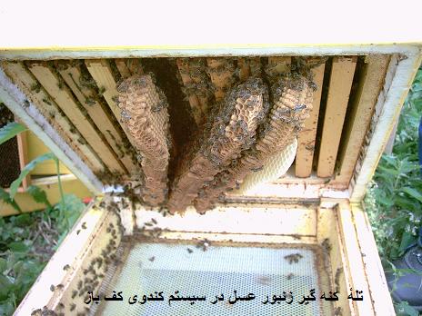 کندوی کف باز ایرانی