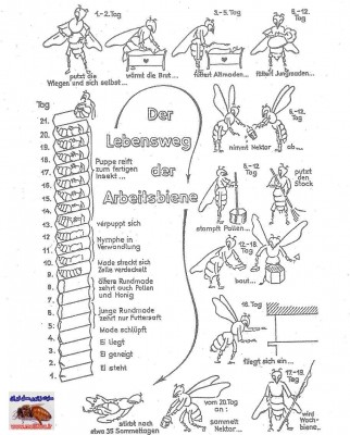 كار و وظايف زبورعسل از تخم تا مرگ