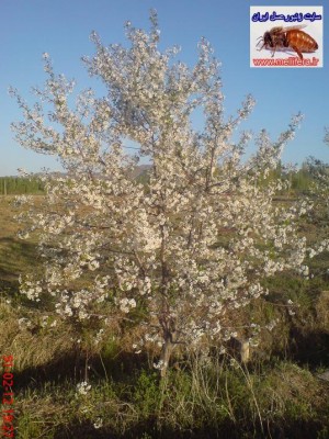 دردرختاني كه الان در منطقه ما گل دادن: البالو