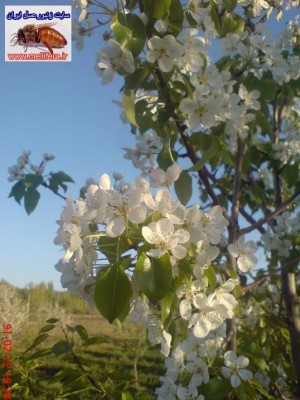 درختاني كه الان در منطقه ما گل دادن:گلابي