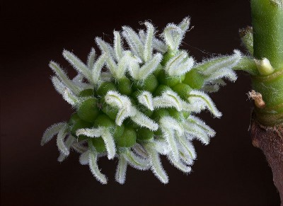 800px-Black_Mulberry_Female_Flowers.jpg