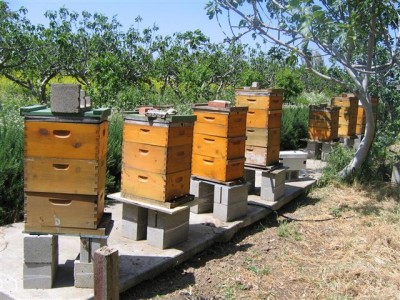 Bees%202009%20013.jpg