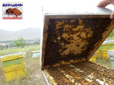 تنبلي زنبوراه عسل