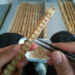 سلول تک ردیفی ژل رویال