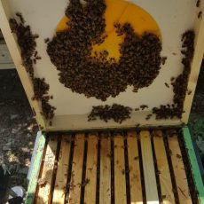 دریچه یک طرفه ستاره ای