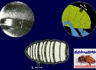 مشخصات موهاي سطح بدن زنبورعسل
