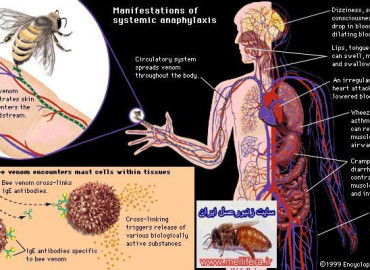 درنگي بر خواص دارويي زهر زنبور عسل