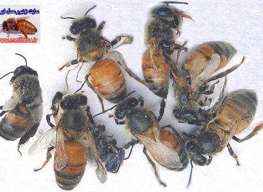 زنبوران بالغ نابهنجار